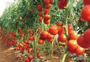 番茄适合什么季节种植(西红柿什么时候种最好？)
