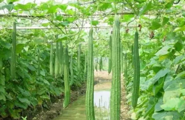 粤北山区农村露天地种植广东丝瓜的技术
