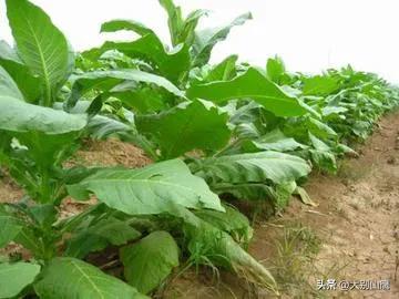 烟叶生长对环境的要求及种植技术介绍