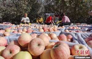 新疆种植招聘(戈壁滩现万亩果园 新疆泽普“小苹果”如何成为乡村振兴“大产业”？)