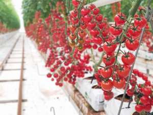 新疆番茄种植地(“植物工厂”构建现代农业，新疆实现全季节供应鲜果番茄)