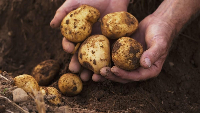 开春种土豆啦，老菜农教你怎么种植土豆，株距用肥要掌握好