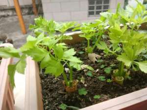 阳台种植黄豆(阳台怎么种芹菜？1个花盆就够了，现在种，冬天就能收获)