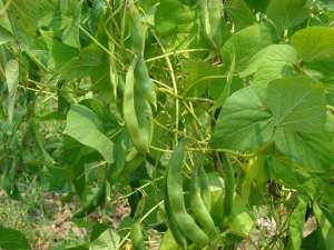 小扁豆的种植技术(扁豆营养丰富又美味，掌握高产栽植技巧，种一棵就够吃了)