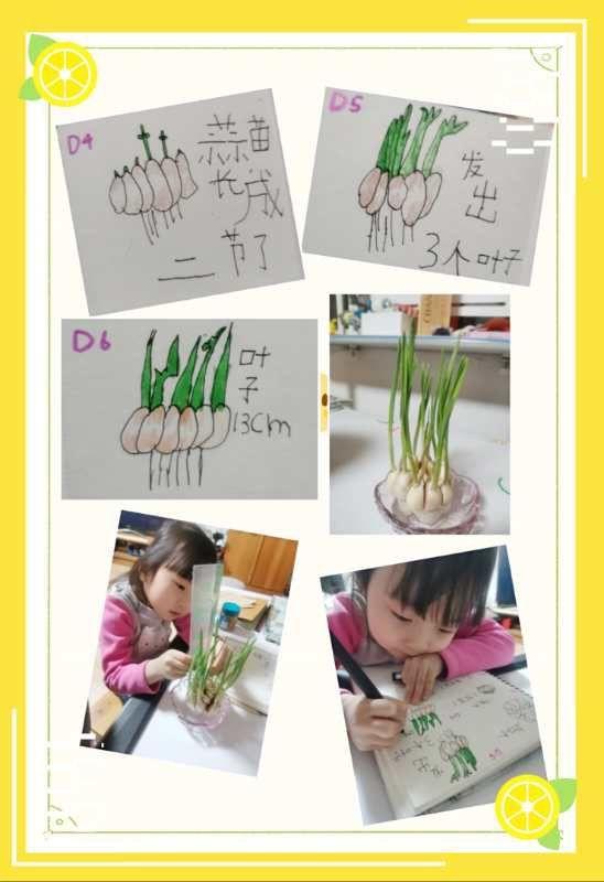 邂逅春天里——徐州市第二实验幼儿园大班组植物种植观察日记分享