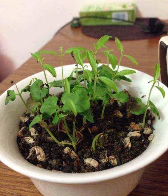 3种水果籽儿放花盆，30天长成漂亮小绿植，也许还能结满果