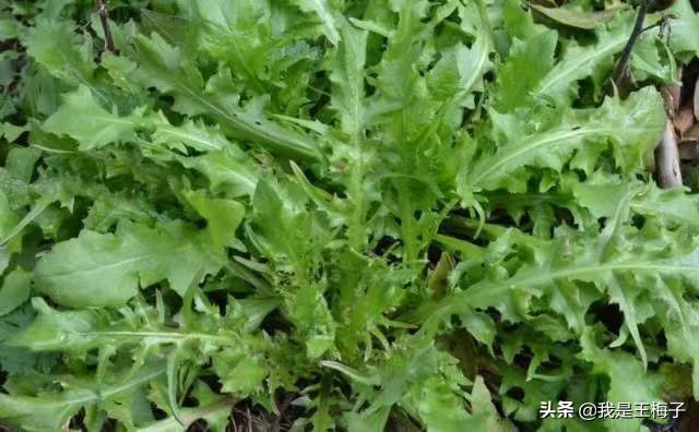 四川农村喜欢的野菜，罗列12种出来，今年春季尝鲜看看你吃过几种