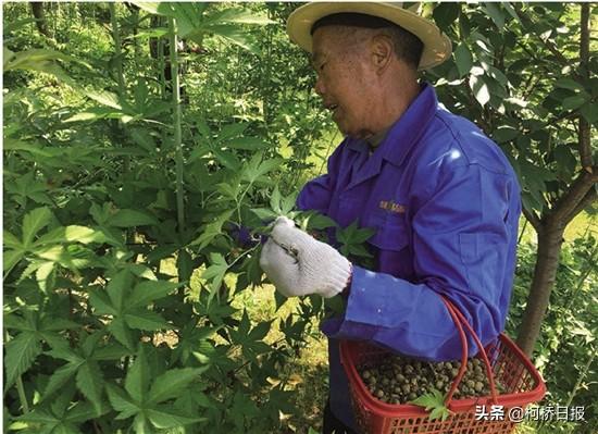 在100亩山地种上野生覆盆子，晒干的青果卖到了80多元一斤 野果变成“金果子”