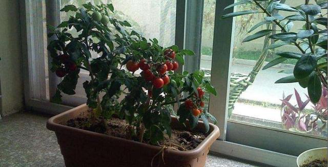 盆栽樱桃番茄种植技术
