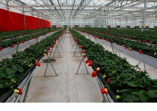 草莓立体栽培你见过吗？
