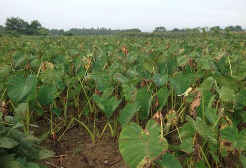 槟榔芋高产栽培技术，掌握田间管理的重要措施，提高种植户效益