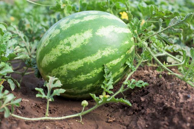 西瓜种植的方法和技术，这样种出的西瓜又大又甜还高产