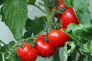 种植一亩番茄(种番茄教你几个技巧，果子又大又圆，产量1棵顶10棵，种菜请看)