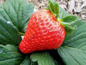 草莓种植用什么肥好(种植草莓施什么肥好？种植户介绍)