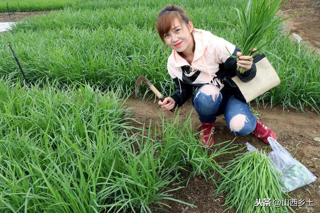云南农民另类赚钱方法，种植韭菜不要叶子只要根，一亩利润五六千