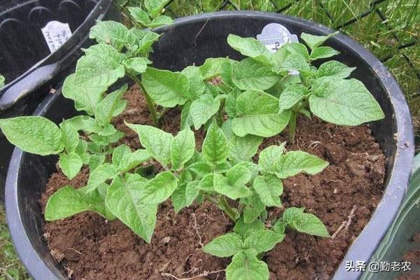 盆栽土豆的种植要点及养护方法