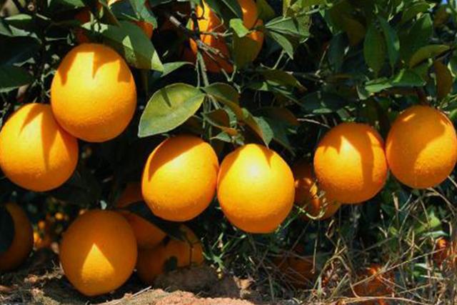 清甜可口的橙子，无论你是在南方还是北方，种植技巧也很简单