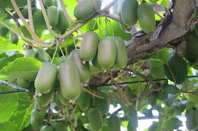 软枣猕猴桃栽培技术（完全版）
