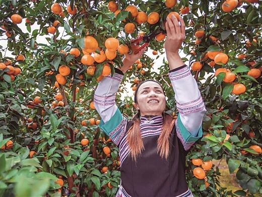 有柑橘的冬天是甜蜜的！广西各地沙糖桔攻下水果市场