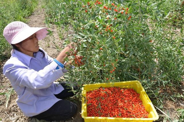 带你了解宁夏枸杞的栽培过程，及营养价值与市场前景，都来看看吧