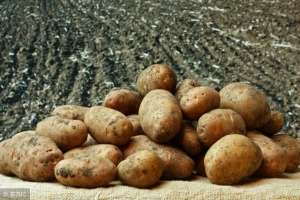 种植马铃薯收益(一块地连续几年种植马铃薯，产量会降低，这是为何？)