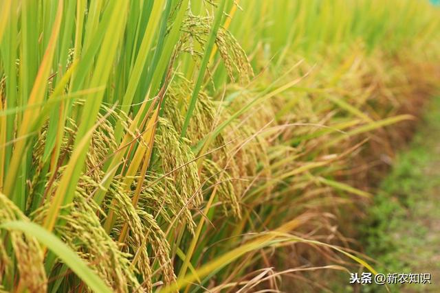 优质水稻高产栽培技术，掌握正确的方法才能实现大丰收！建议收藏