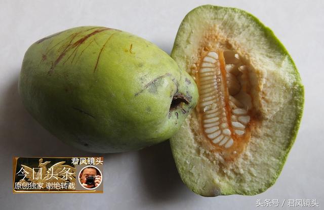 湖北宜昌：农民种植的木瓜，治疗风湿病的中药！不要把它当成梨！