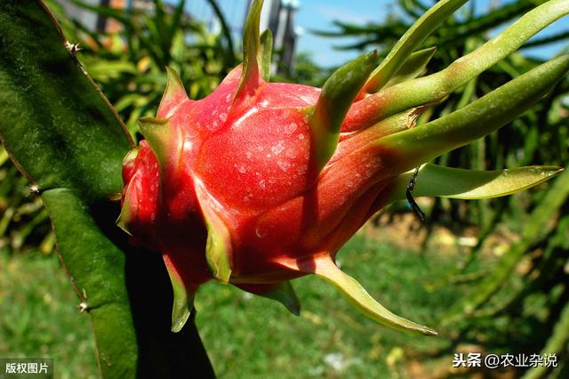 种植火龙果的种植要领，适合一年四季种植，但是需要注意这些问题