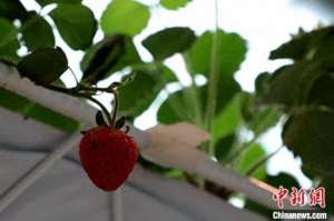 新疆草莓种植基地(（追着雪花看新疆）探索以工哺农新路径 新疆五家渠草莓正红)