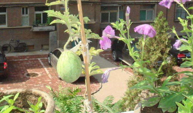 阳台种西瓜怎么种，我们需要注意什么？