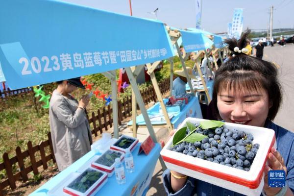 山东青岛：蓝莓结出“致富果”