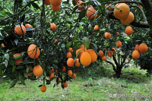 如何建设一个标准化、适机化的柑橘园？这些要点很重要