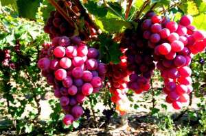 葡萄种植大全(葡萄种植达人分享，三个步骤种出高品质葡萄)