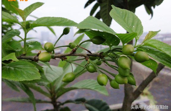盆栽樱桃怎么种？一个小方法，种下就活，结果量大，味道好！