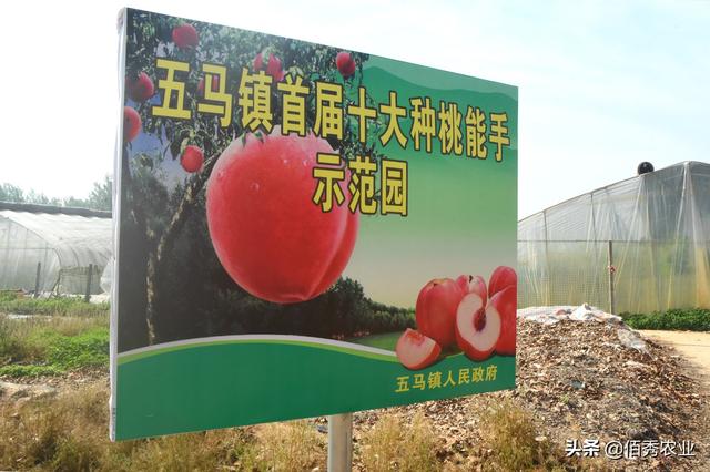 大棚里种植桃子，亩收益高达20000元，安徽农民不走寻常路巧赚钱