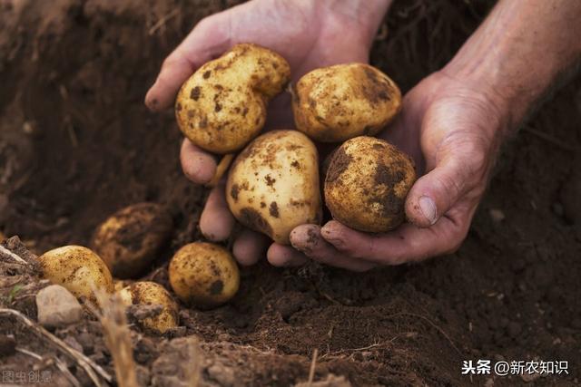 马铃薯早春地膜覆盖栽培技术，种植方法既简单又方便，高产又增收