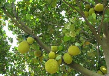 海南地区适合种植椰子、芒果、山竹、红毛丹、菠萝蜜吗？