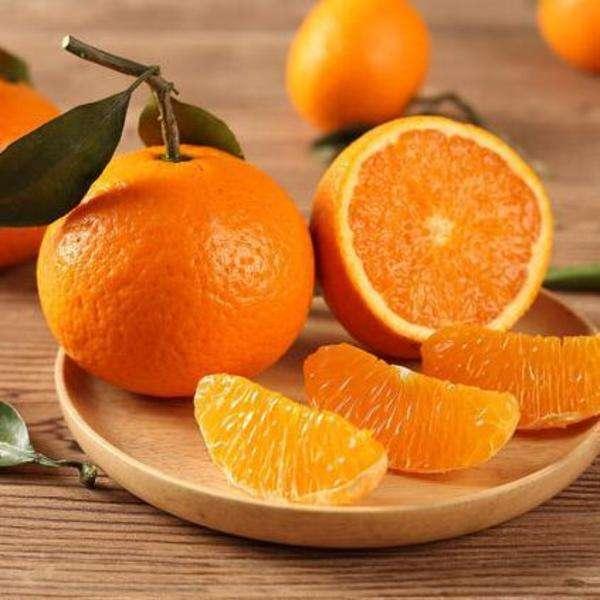 橙子种植需要什么条件