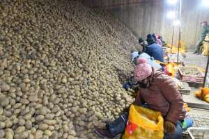 内蒙古哪里种植马铃薯(内蒙古察右前旗：马铃薯成了致富“香饽饽”)