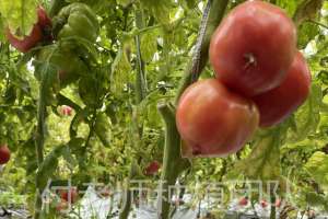 西红柿种植技术专家(番茄长茬栽培，要想结果数量多产量高，落蔓技巧要掌握)