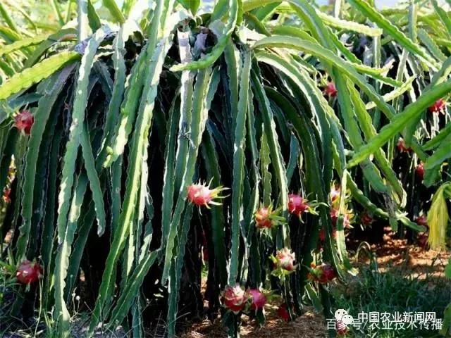 火龙果的种植技术，只需多做一件事情，冬季也能挂满果实