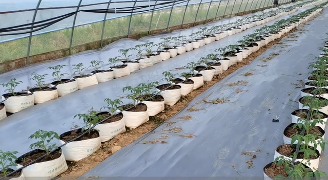 好用又耐用的种植袋，种番茄种黄瓜正合适，一亩栽种两千棵