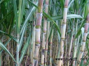 海南甘蔗种植技术(农业技术：甘蔗怎么种植？)