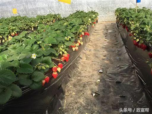 这样种植草莓，五年不用打垄，净省3000元！