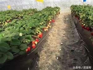 种植草莓有补贴吗(这样种植草莓，五年不用打垄，净省3000元)