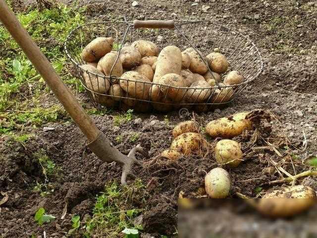 这三种方法，只要土豆地里一用，块大块多，亩产1万斤，亩入1万
