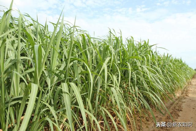 甘蔗种植技术与田间管理方式，科学种植收益高，蔗农多参考参考