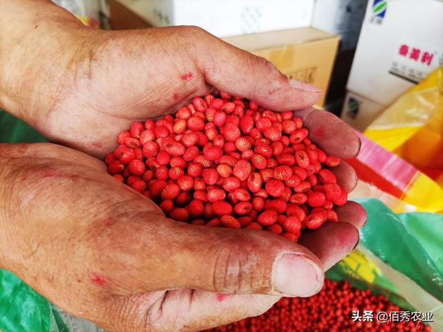 种植大豆，啥时候播种最好？农业专家教你怎样种出高产大豆