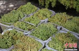 新疆无核白葡萄种植地(开辟“绿色通道”中国无核白葡萄之乡助农销售葡萄近万吨)