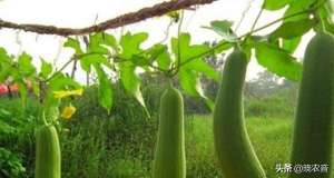 丝瓜的种植管理(丝瓜的种植方法和管理技术)